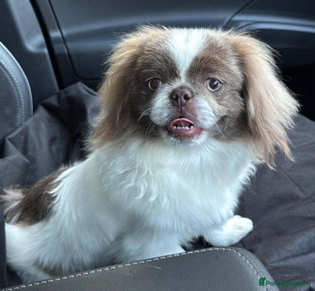 Pekingese dogs for stud: Kc reg unique lilac and white proven pekingese  - Advert 2