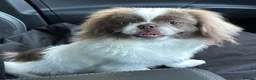 Pekingese dogs for stud: 💙Kc reg lilac and white proven pekingese 💙 - Advert 3