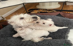 West Highland Terrier dogs for sale: West highland terrier  - Image 3