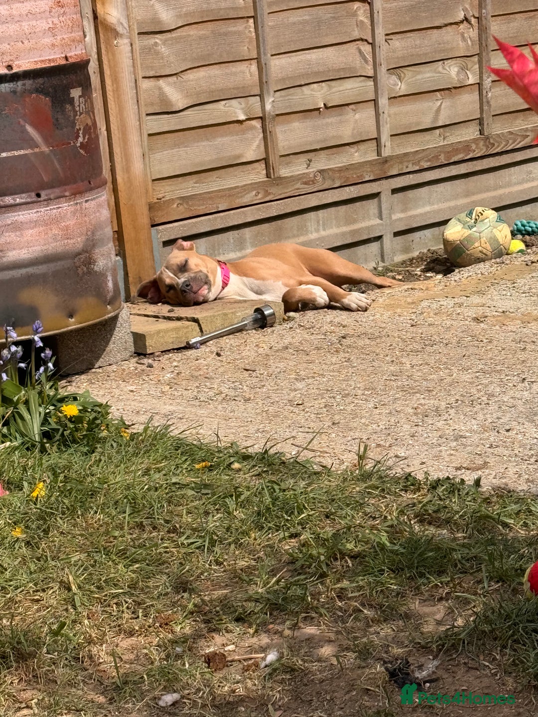 Mixed Breed dogs for sale: Angel - Staffordshire bull terrier cross boxer - Image 10