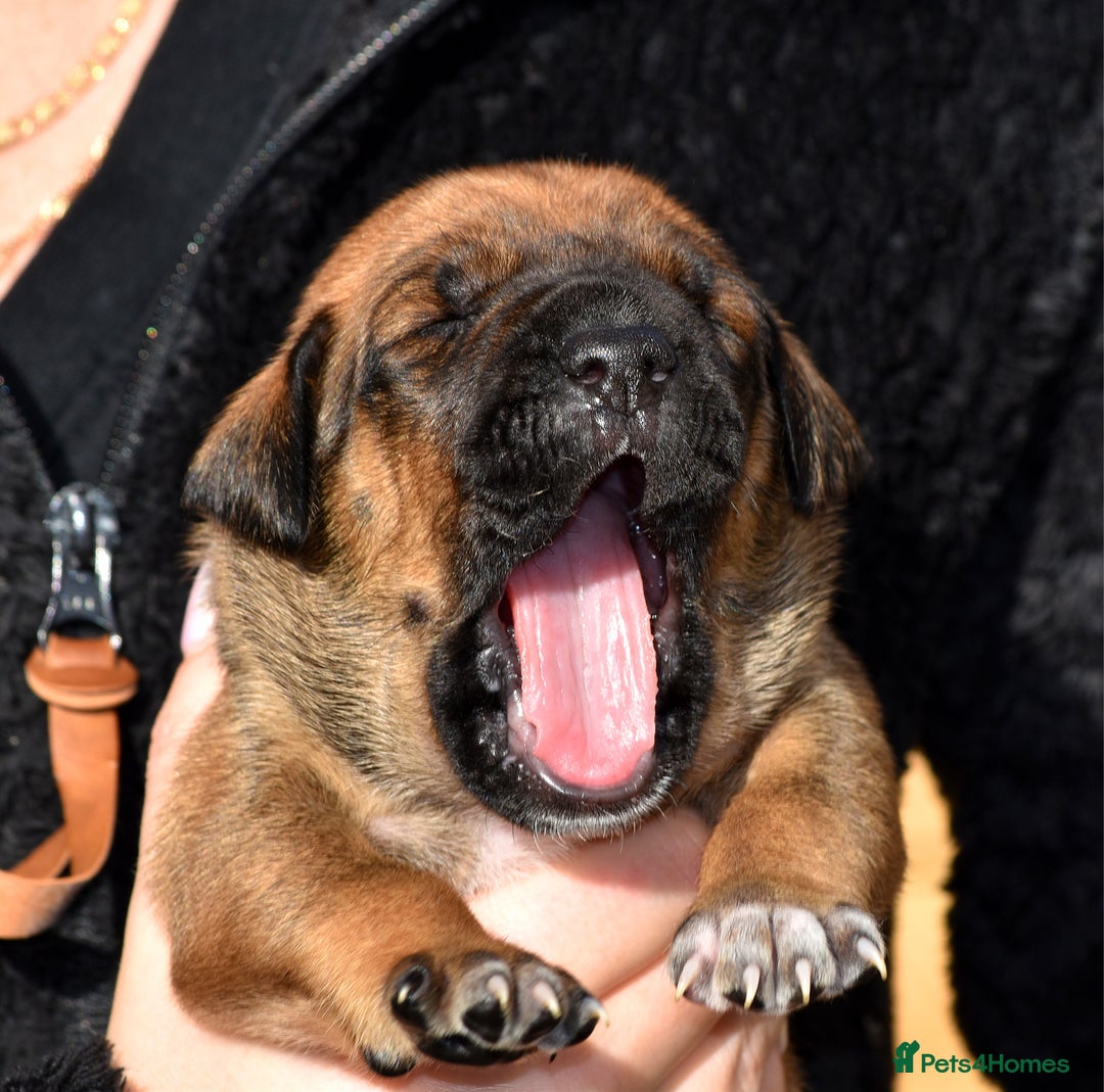 Belgian Shepherd Dog dogs for sale: Bullherders top working lines  - Image 10