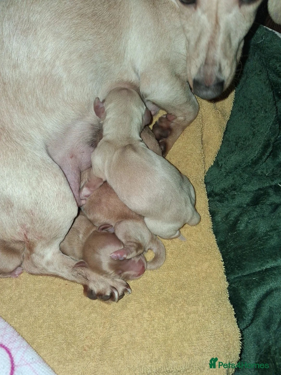 Dachshund dogs for sale: Kc Dachshund puppies - Advert 5