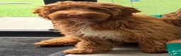 Cockapoo dogs for sale: Sarah - Advert 24