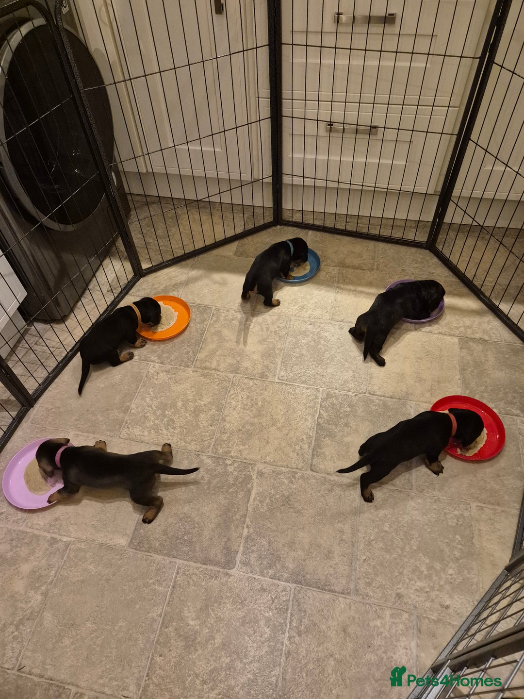 Dachshund dogs for sale: Standard Dachshund Puppies - Advert 22