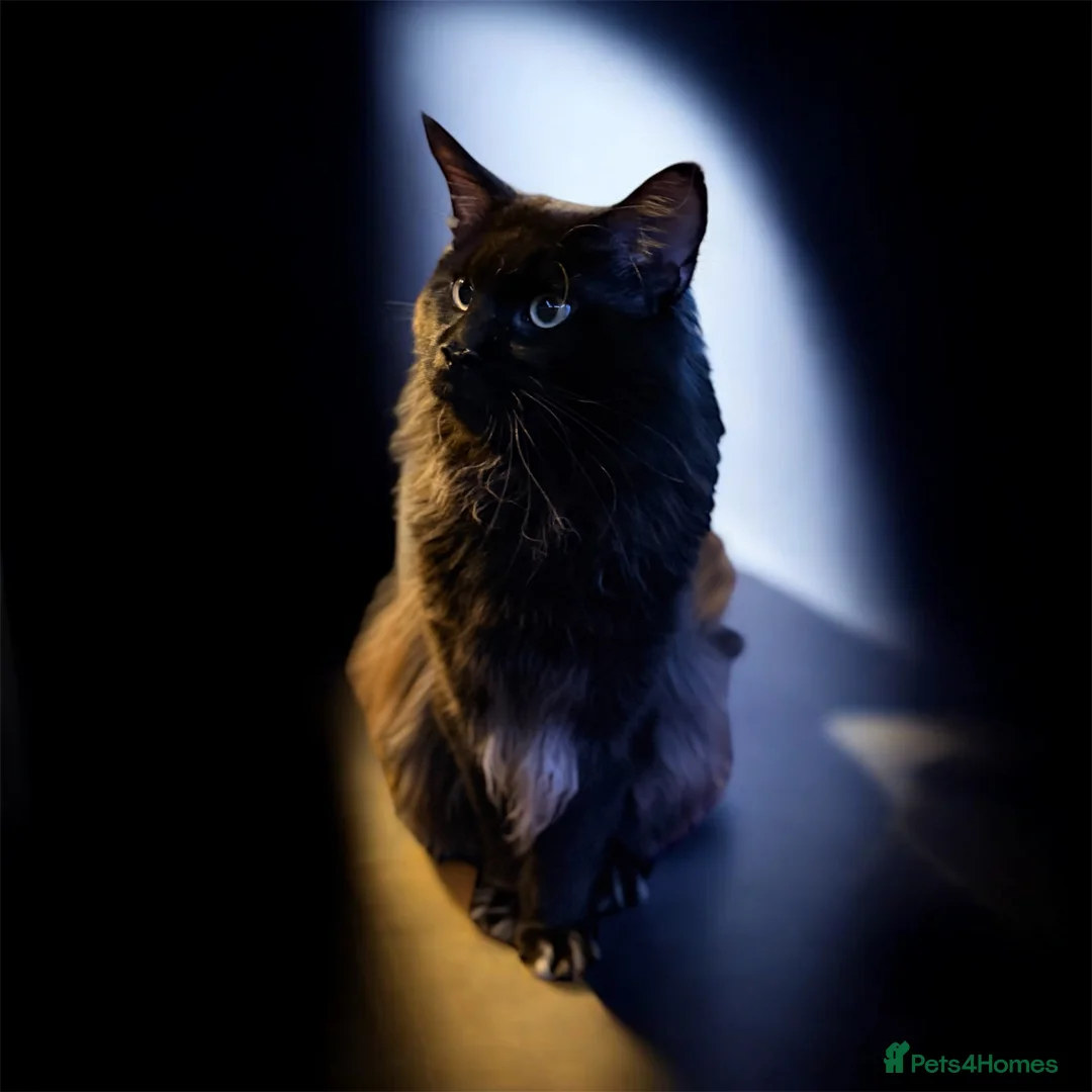 Maine Coon cats for sale: GCCF & TICA XXL MAINE COON (ACTIVE) - Advert 5