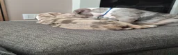 Olde English Bulldogge dogs for sale: Olde English Bulldogge puppies - Advert 3