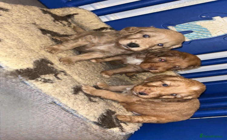 Cockapoo dogs - Advert 1