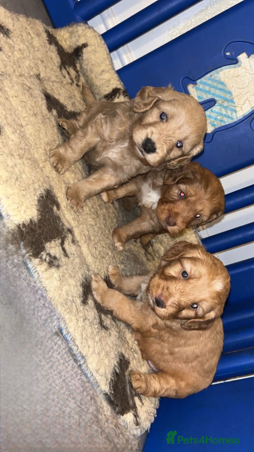 Cockapoo dogs for sale: Cockapoo puppies - Image 1