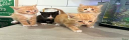 Mixed Breed cats for sale: Beautiful Domestic Shorthair Kittens in Catterick Garrison - Advert 4