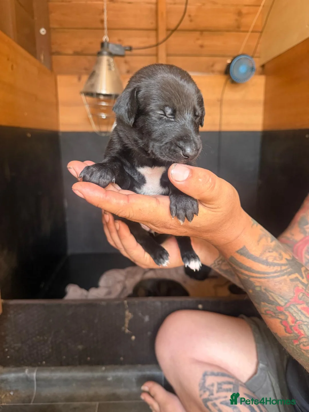 Mixed Breed dogs for sale: Suzuki Cross whippet puppy  - Advert 2