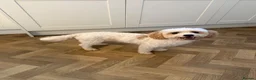 Cavapoochon dogs for stud: 🐾 Cavapoochon stud available – JAX 🐾 - Advert 5