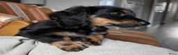 Miniature Dachshund dogs for sale: KC registered Miniature Dachshund Puppies - Advert 5