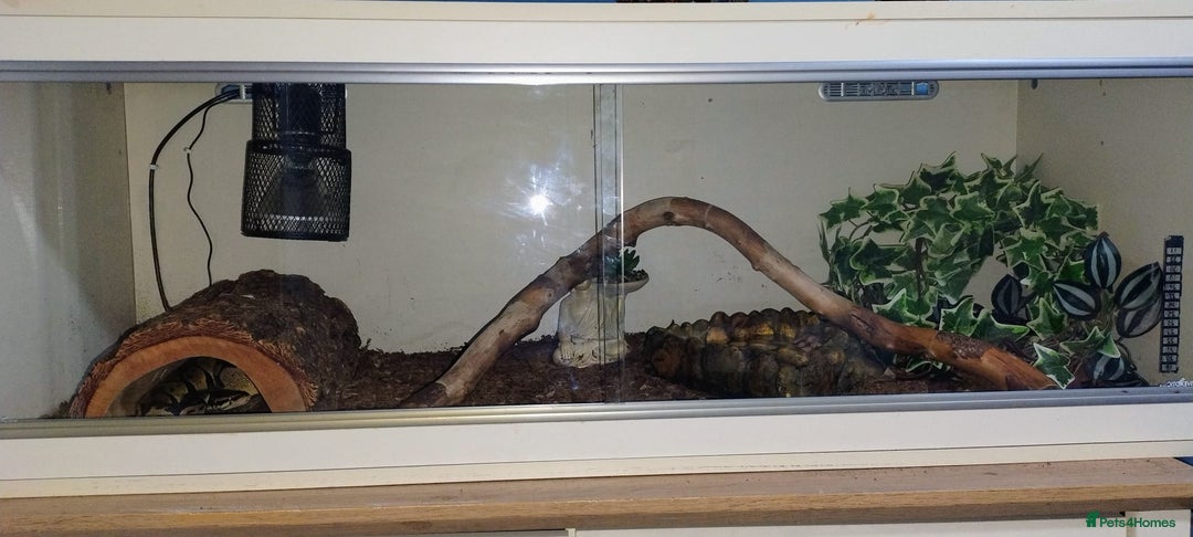 Python Snake reptiles for sale: Royal python  - Advert 6