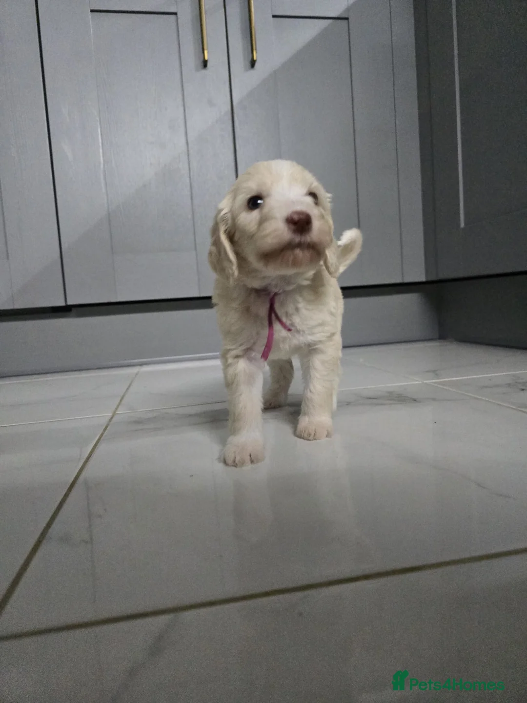 Sheepadoodle dogs for sale: Stunning sheepadoodle's - Advert 9