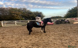 Welsh Section A horses for sale: Super child’s pony  - Image 15