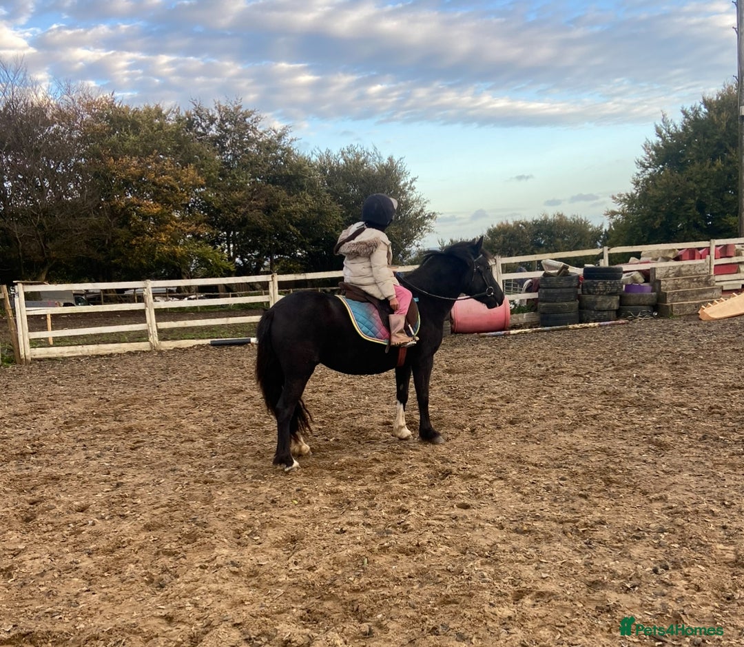 Welsh Section A horses for sale: Super child’s pony  - Image 15