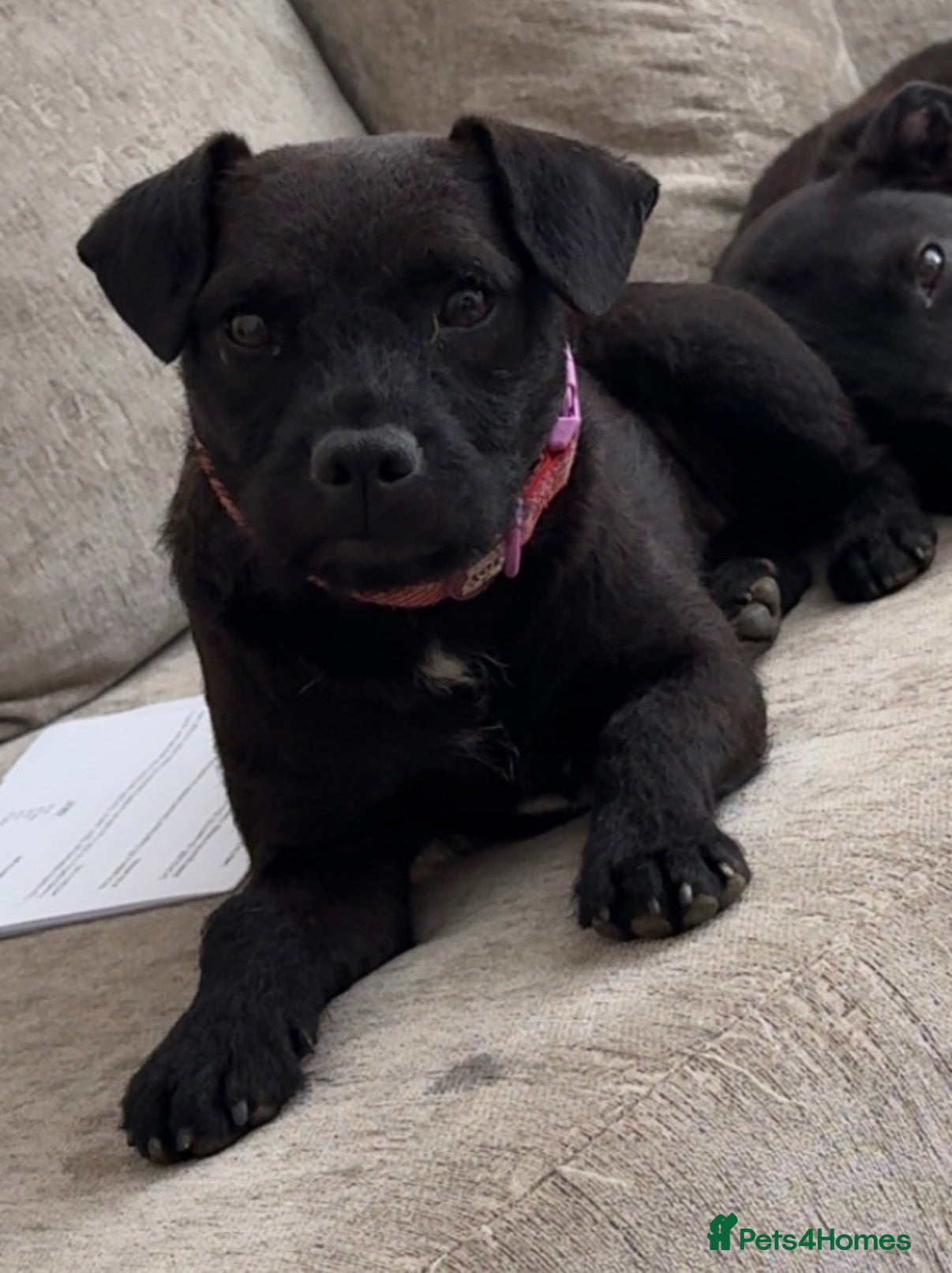 Mixed Breed dogs Patterdale X Beagle - Advert 4