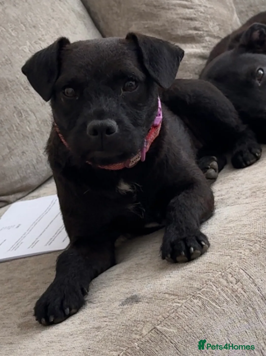 Mixed Breed dogs for sale: Patterdale X Beagle in Castleford - Advert 1