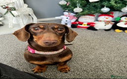 Miniature Dachshund dogs for sale: 2 and 4 year old female miniature dachshunds - Advert 3