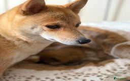 Japanese Shiba Inu dogs for sale: 🧡🦊 Beautiful K.C Shiba Inu Puppies Ready Soon - Image 27