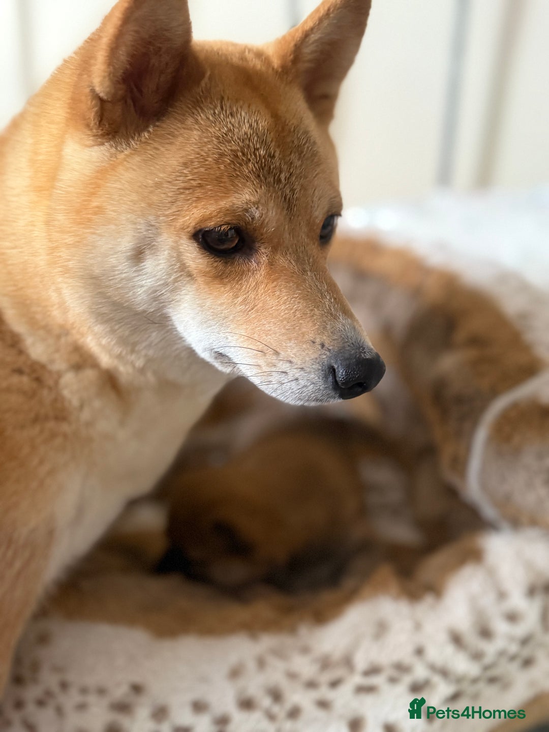 Japanese Shiba Inu dogs for sale: 🧡🦊 Beautiful K.C Shiba Inu Puppies Ready Soon - Image 27