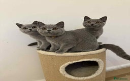 British Shorthair cats for sale: Supreme Grand Champion Sired Kittens - Image 6