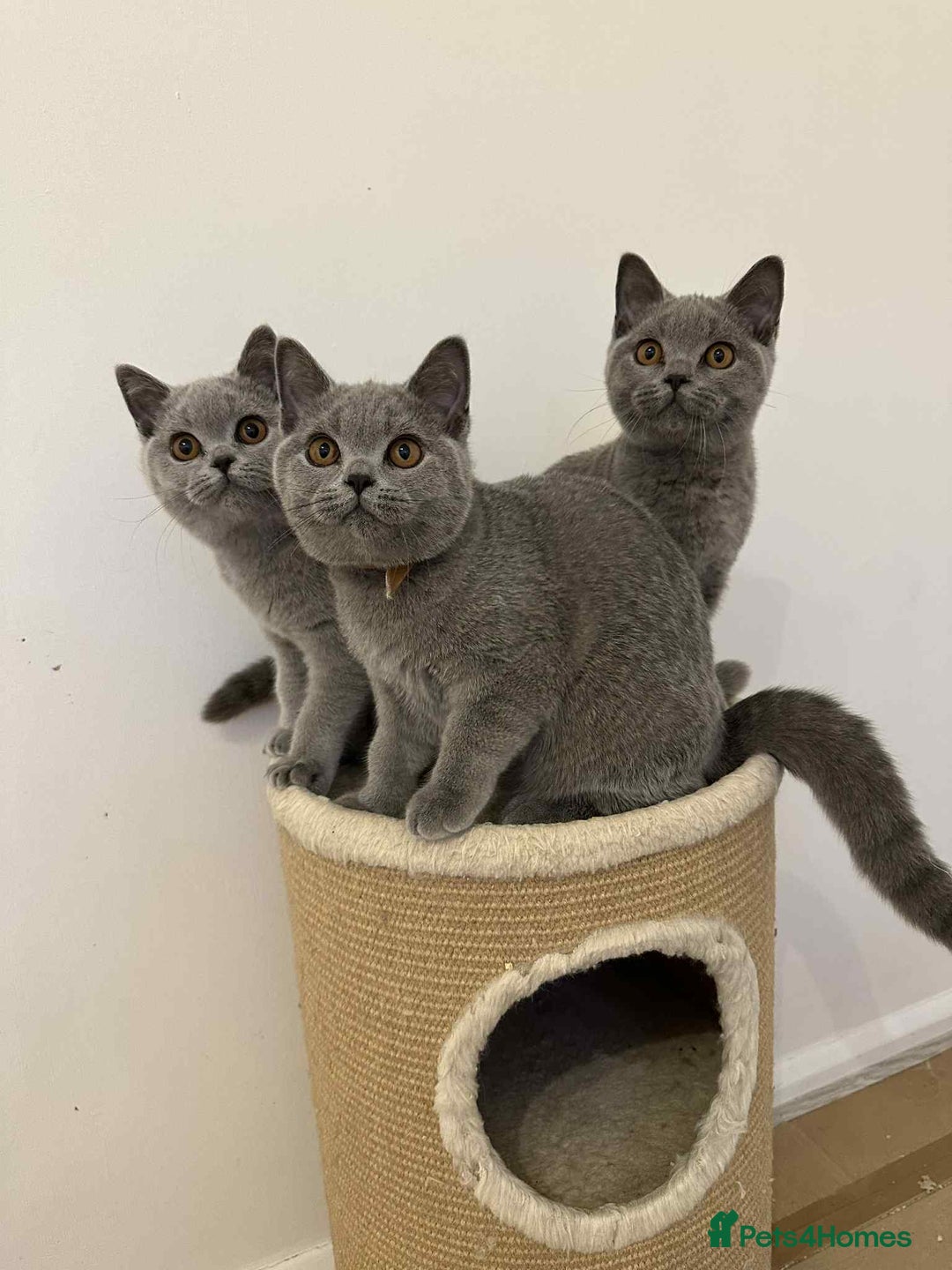 British Shorthair cats for sale: Supreme Grand Champion Sired Kittens - Image 6