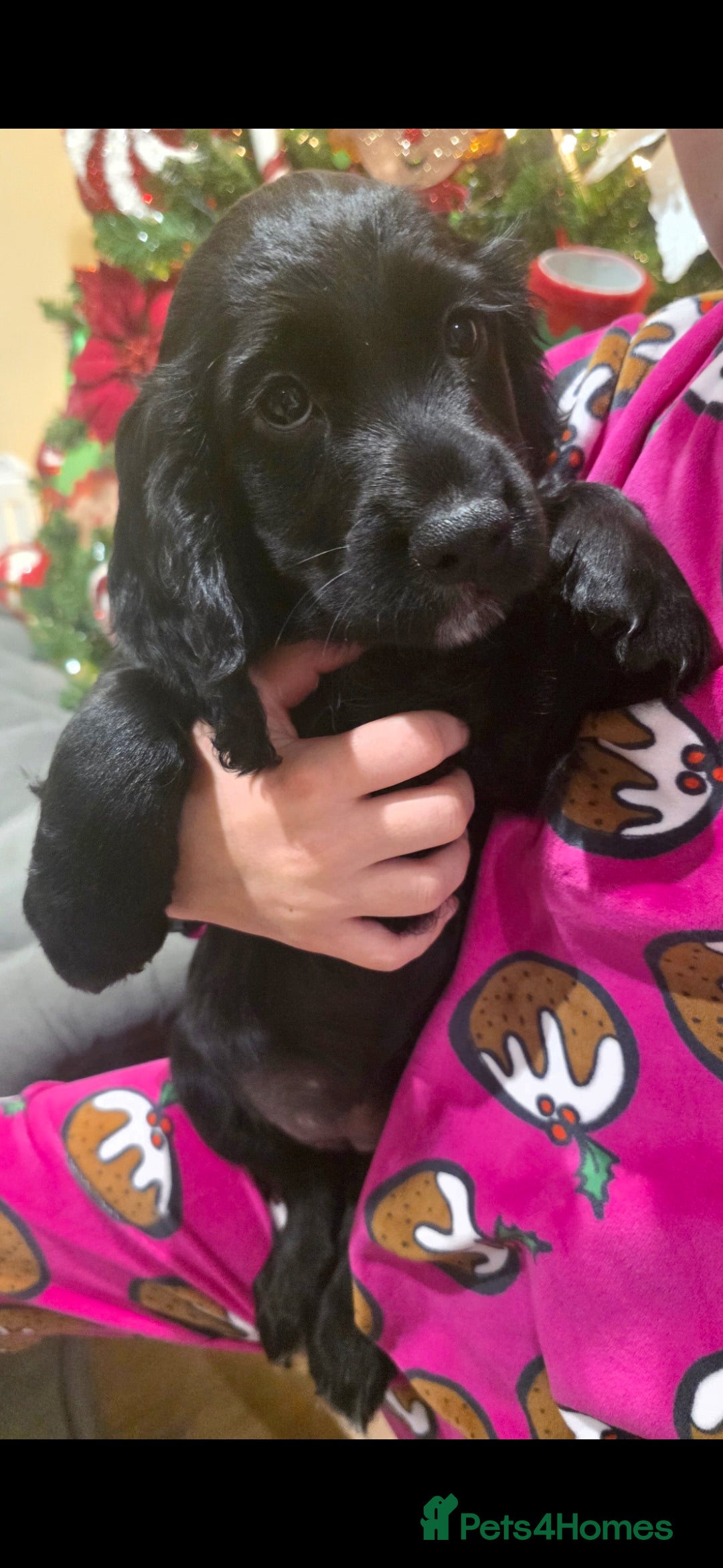 Cocker Spaniel dogs for sale: Working Cocker Spaniel Puppies - Advert 16
