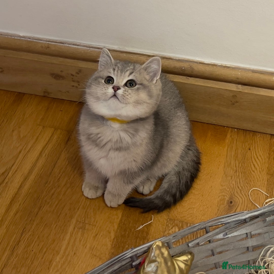 British Shorthair cats for sale: 3 GCCF British Shorthair Kittens– Champion Lines - Advert 7