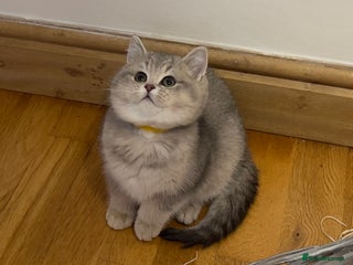 British Shorthair cats Remaining 2 TICA & GCCF British Shorthair Kittens - Advert 2