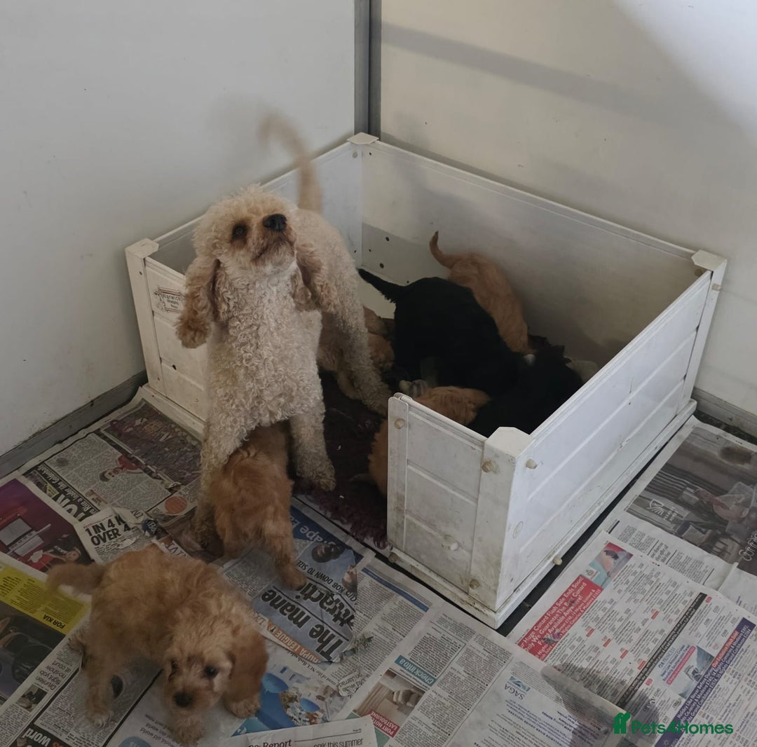 Cavapoo dogs for sale: Miniature cavapoo - Image 6