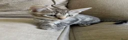 Mixed Breed cats for sale: Tabby cross ragdoll kittens - Advert 17