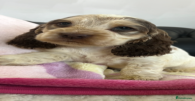 Cocker Spaniel dogs - Advert 2