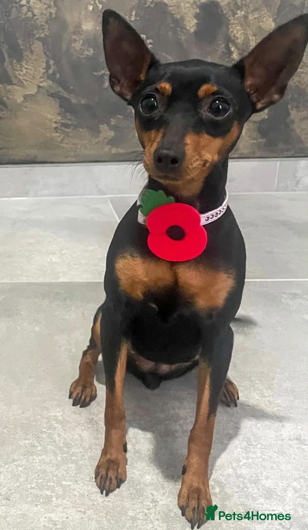 Miniature Pinscher dogs for sale: Chocolate miniature pinschers to err in Stockport - Advert 3