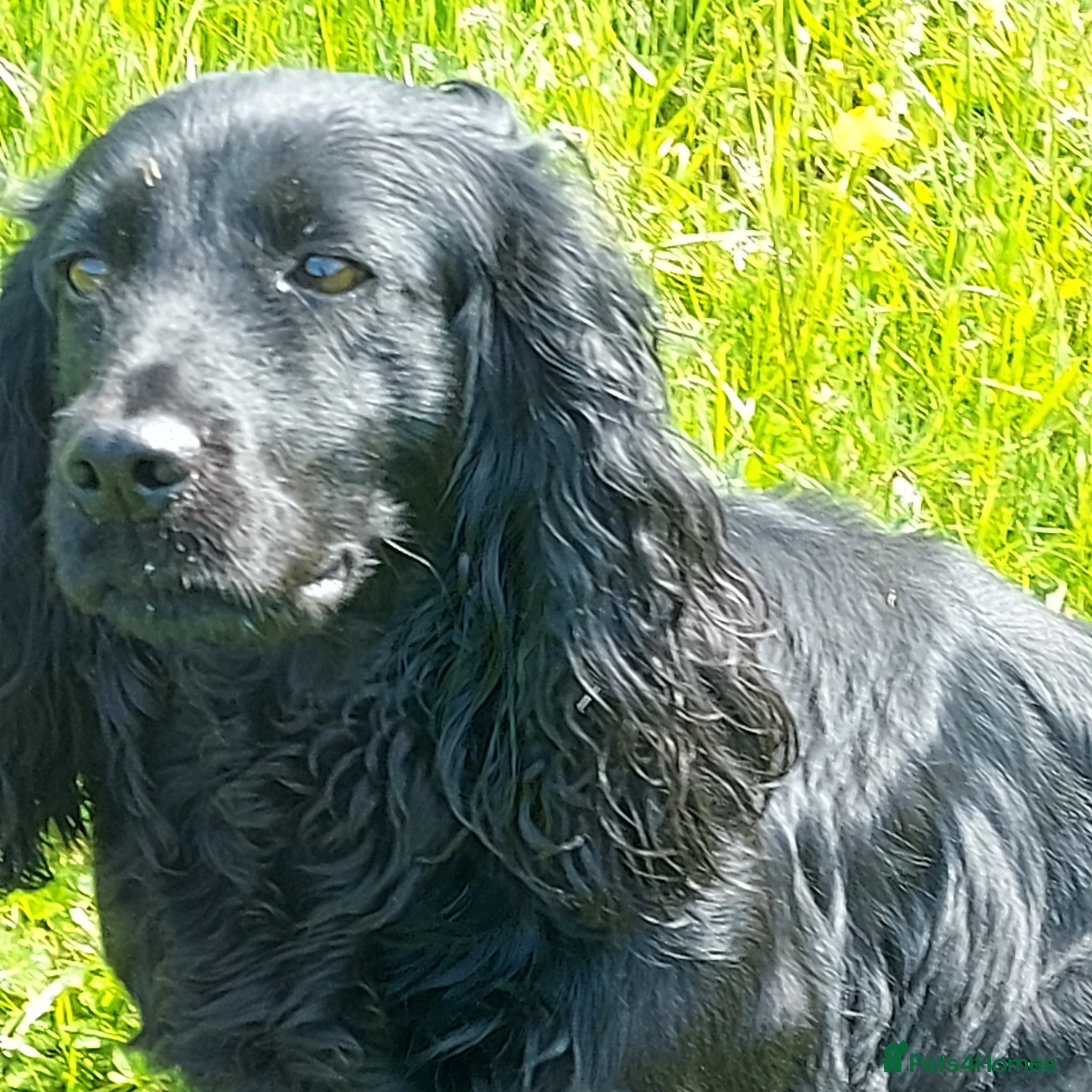 Cocker Spaniel dogs Beautiful Boy - Advert 1