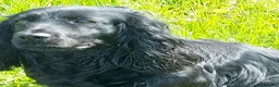 Cocker Spaniel dogs for sale: Beautiful Boy - Advert 1