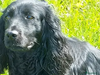 Cocker Spaniel dogs for sale: Beautiful Boy - Advert 1