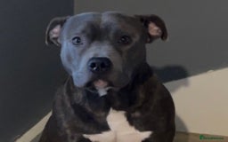 Staffordshire Bull Terrier dogs for sale: Staffy pups looking for their forever homes 🏡  - Image 8
