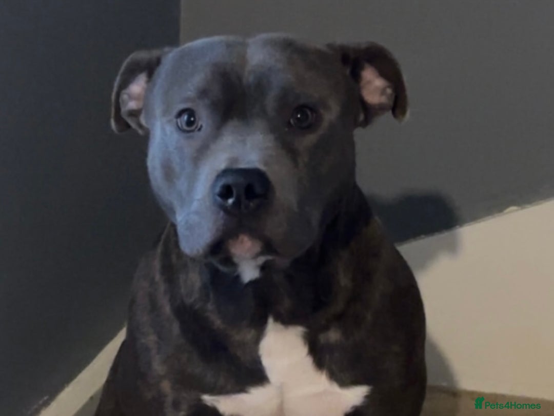 Staffordshire Bull Terrier dogs for sale: Staffy pups looking for their forever homes 🏡  - Image 8