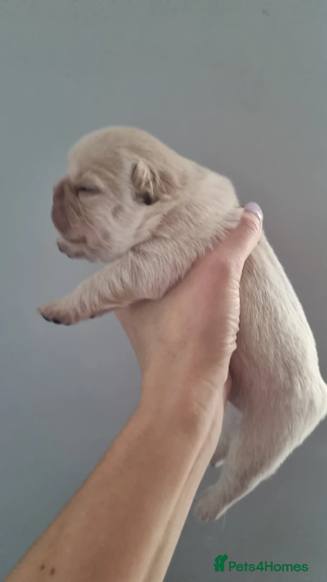 French Bulldog dogs for sale: French Bulldog  in Barnsley - Advert 2