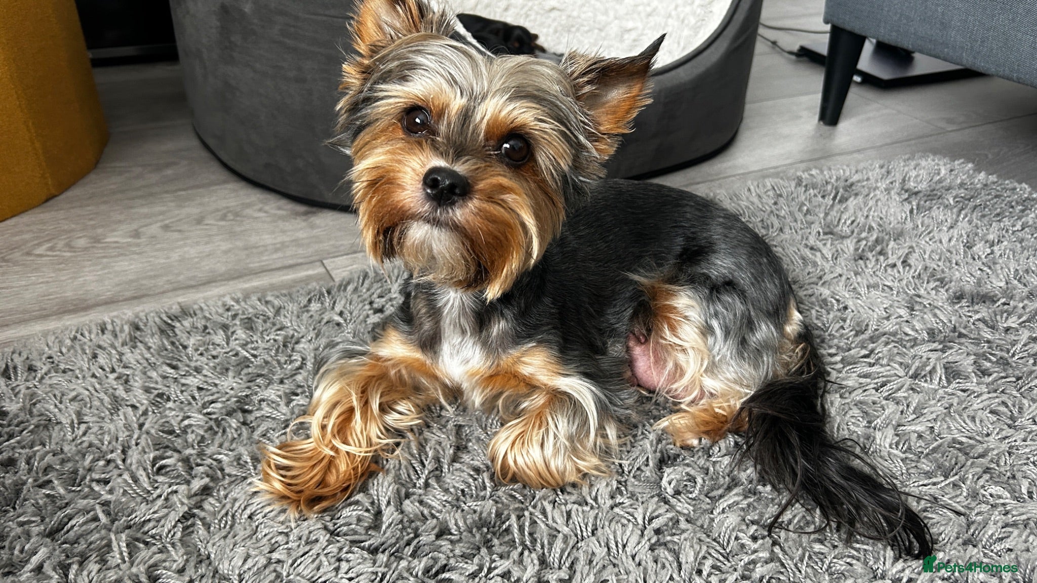 Yorkshire Terrier dogs Beautiful Yorkshire Terrier Puppies for Sale - Advert 1