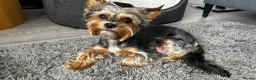 Yorkshire Terrier dogs for sale: Beautiful Yorkshire Terrier Puppies for Sale - Advert 1