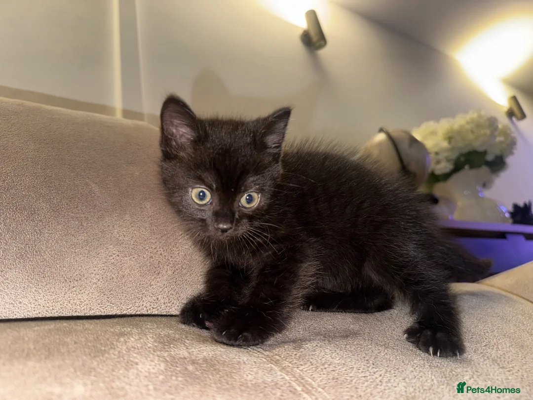 Mixed Breed cats for sale: British short hair X Bombay - Advert 1