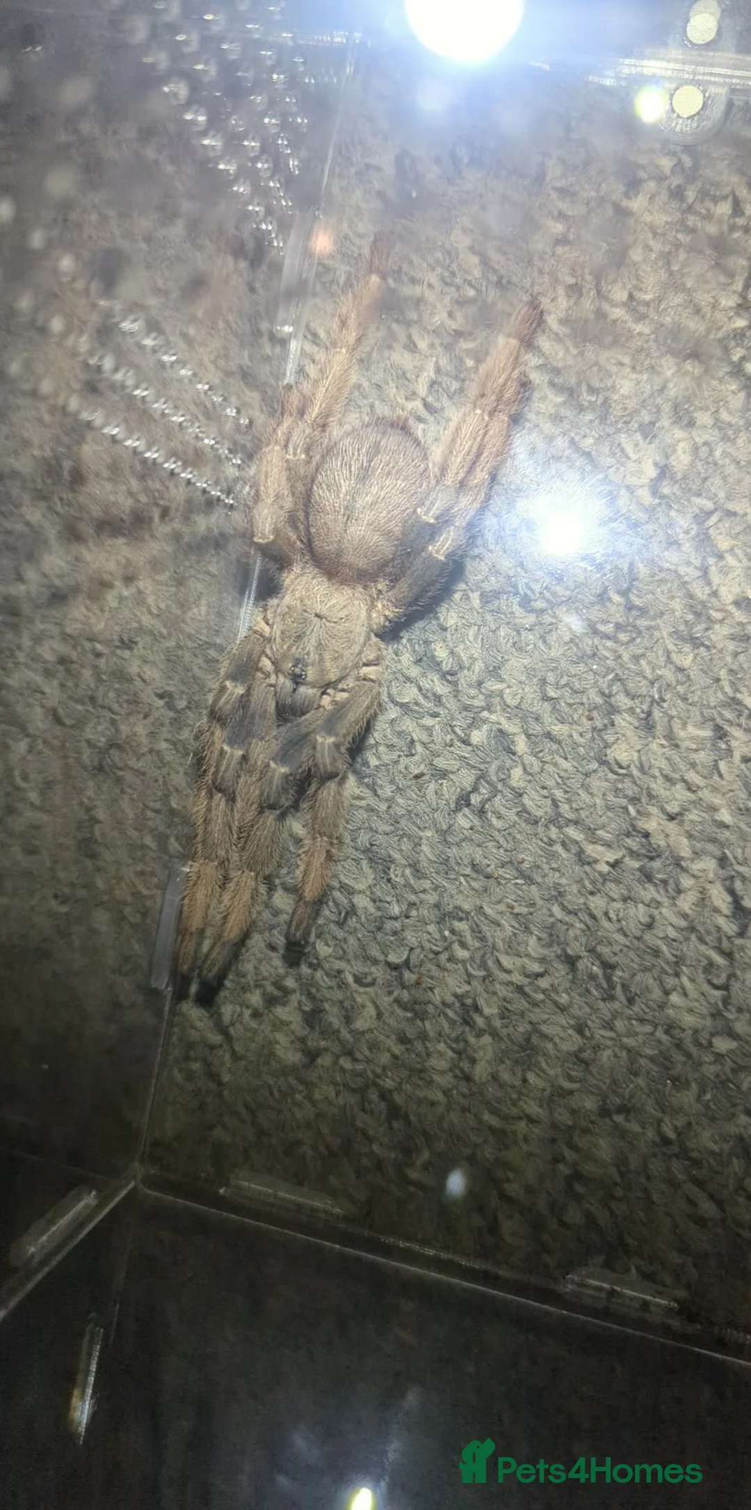 Tarantulas invertebrates for sale: P hatihati purple earth tiger tarantula male  - Advert 1