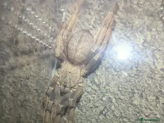 Tarantulas invertebrates P hatihati purple earth tiger tarantula male - Advert 6