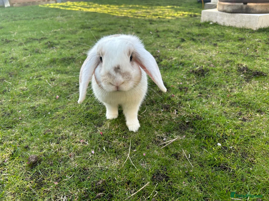 Mixed Breed rabbits for sale: Rabbit for sale  in Corby - Advert 2