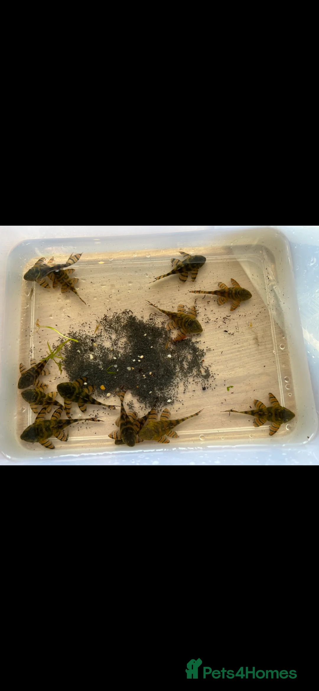 Plecos fish for sale: L397 Alenquer Tiger Plecos - Advert 2