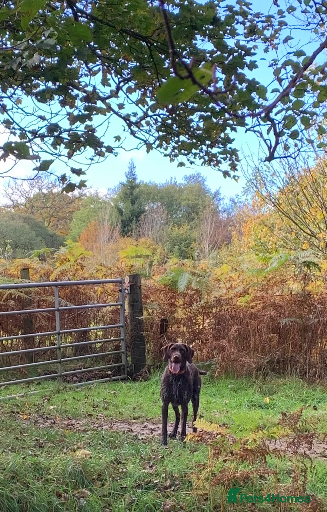 German Wirehaired Pointer dogs for stud: Liver German Wirehaired Pointer for stud (KC Reg) in Ripon - Advert 2