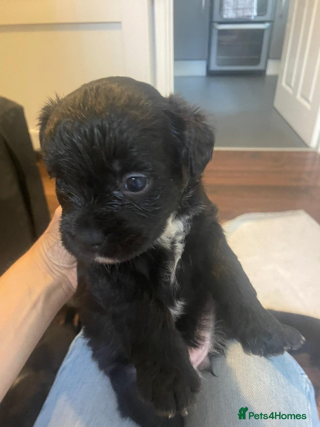 Mixed Breed dogs for sale: 5 female french bulldog x jack russell puppies  - Image 1