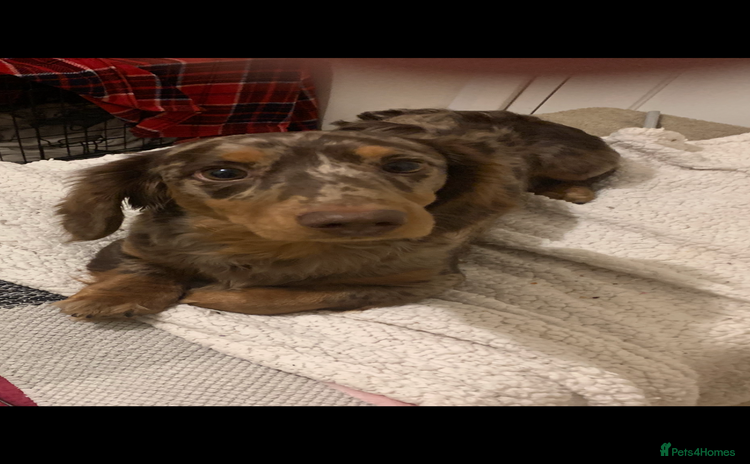 Dachshund dogs - Advert 1